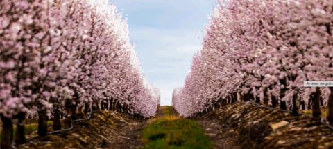 Produtora de amêndoas quer combater desertificação no interior do país e vai cri