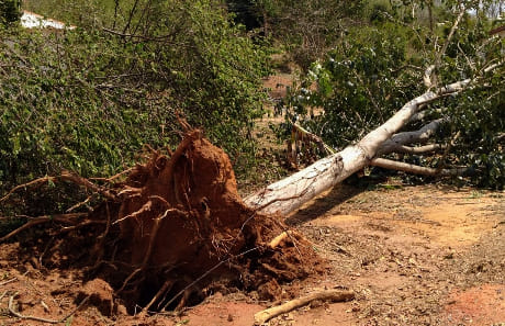 Queda de árvore em Vila de Rei