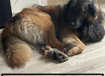 Recompensa para quem encontrar o Charlie