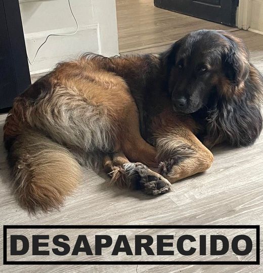Recompensa para quem encontrar o Charlie