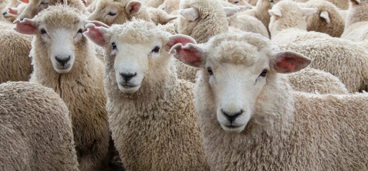 Seca leva produtores à venda de animais