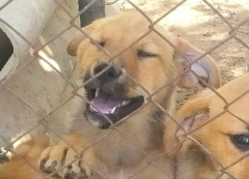 8 Cachorrinhos para adoção em Castelo Branco