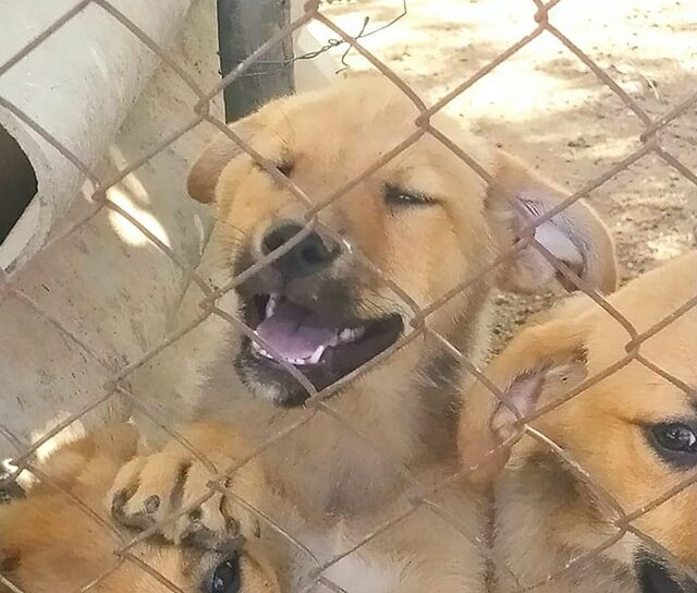 8 Cachorrinhos para adoção em Castelo Branco