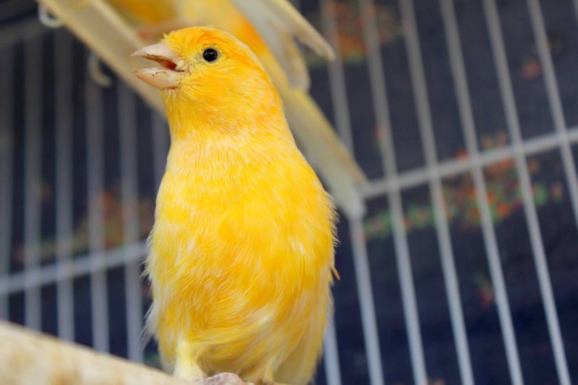 Atividade pedagógica ‘Fauna e Flora’