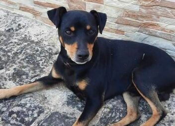 Boby desapareceu ontem na Lousa