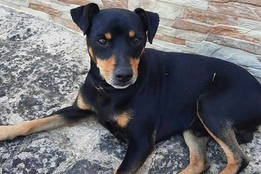 Boby desapareceu ontem na Lousa