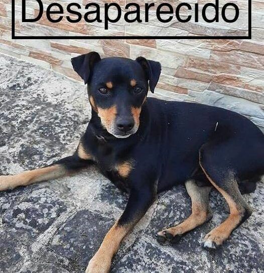 Boby desapareceu ontem na Lousa