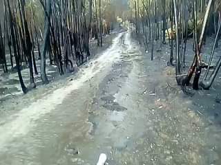 Castanheira de Pêra depois dos fogos, a chuva.
