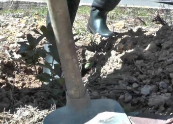 Dia Internacional das Florestas em Proença-a-Nova