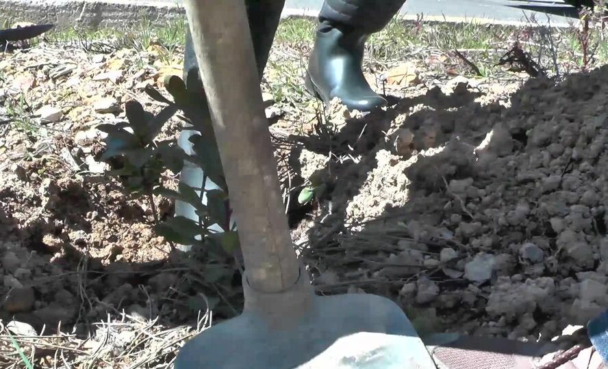 Dia Internacional das Florestas em Proença-a-Nova