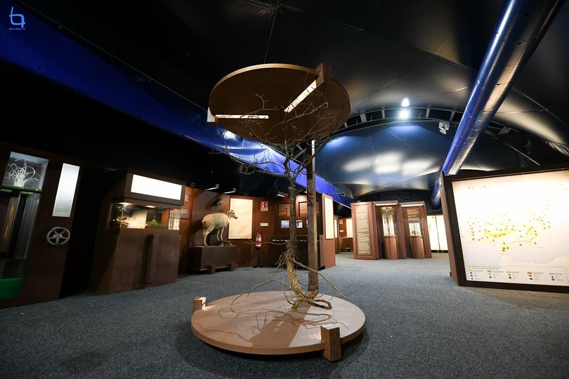 Exposição "A Floresta" em Castelo Branco