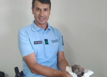 GNR recolhe mocho-galego juvenil na Sertã