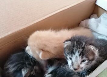 Gatinhos abandonados à porta