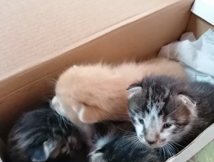 Gatinhos abandonados à porta