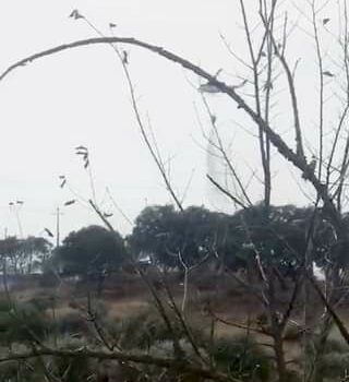 Incêndio agrícola em Castelo Branco