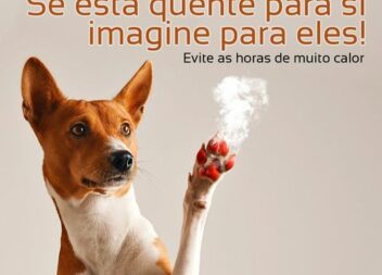 O chão pode queimar as do seu CÃOpanheiro!