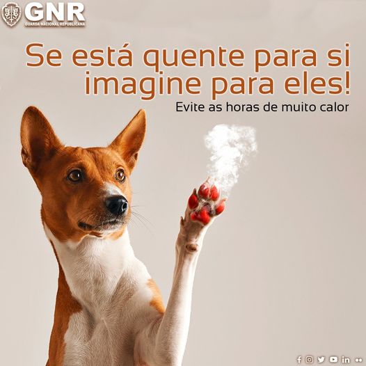 O chão pode queimar as do seu CÃOpanheiro!