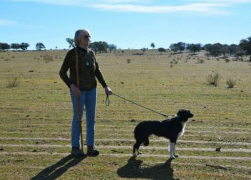 Pastora e border collie