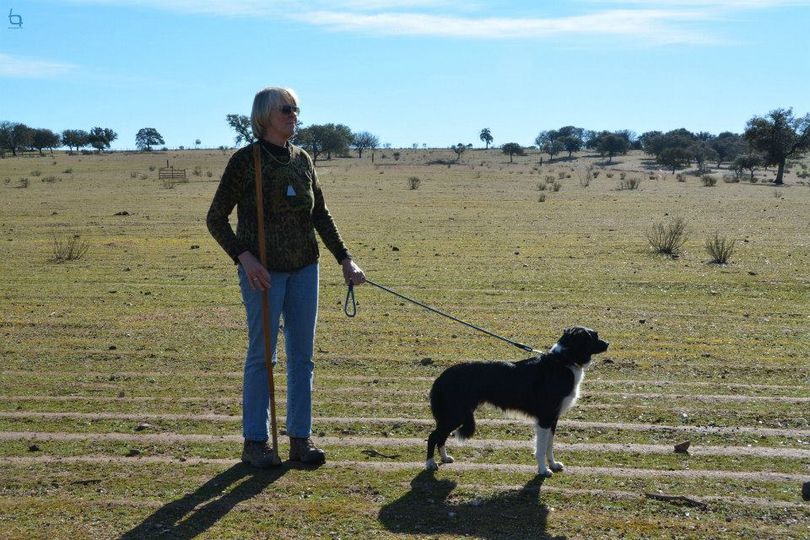 Pastora e border collie