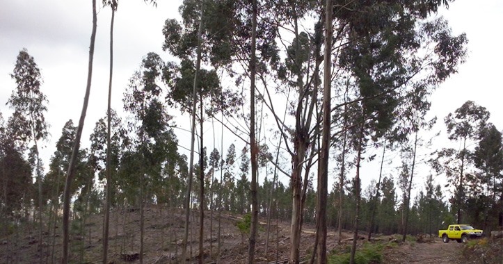 SERTÃ