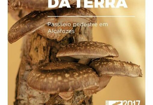 Alcafozes