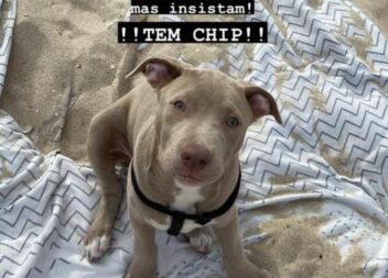 Animal de estimação desaparecido