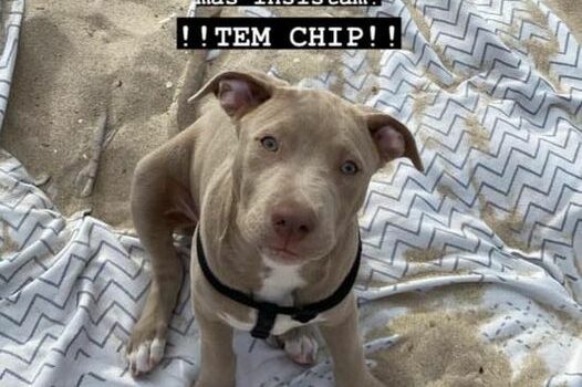 Animal de estimação desaparecido