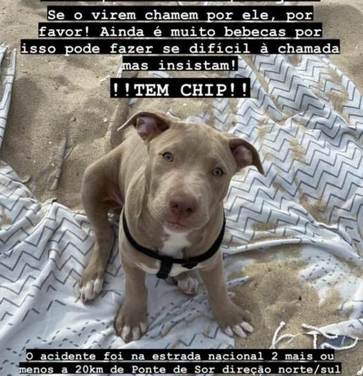 Animal de estimação desaparecido