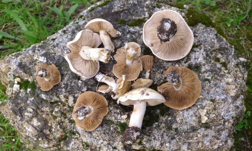 Atividade pedagógica ‘Fauna e Flora’
