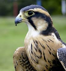 Atividade pedagógica ‘Fauna e Flora’