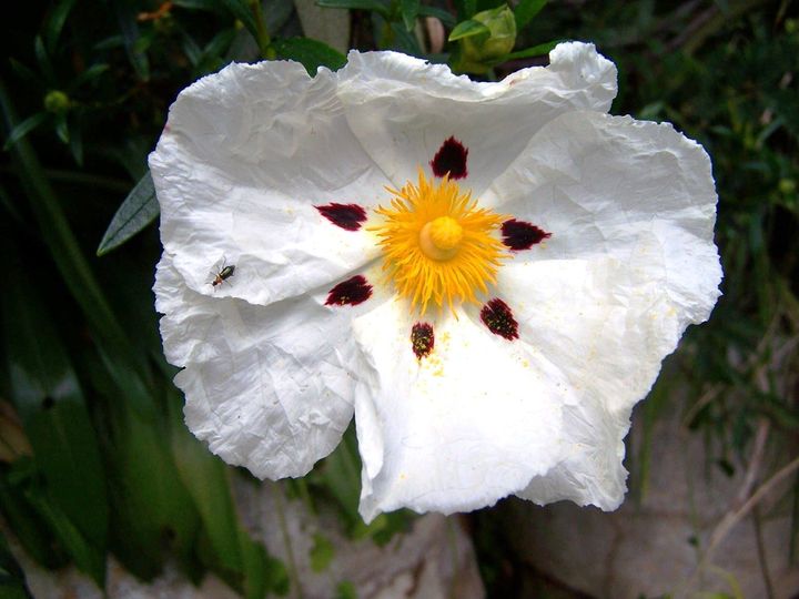Equinócio da Primavera