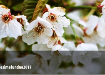 Programa Turístico “Quadragésima em Flor”