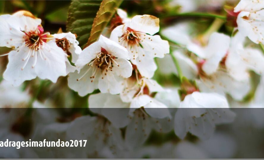 Programa Turístico “Quadragésima em Flor”