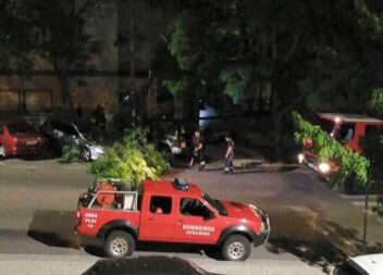 Queda de árvore em Castelo Branco