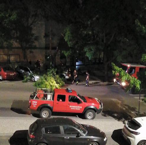 Queda de árvore em Castelo Branco