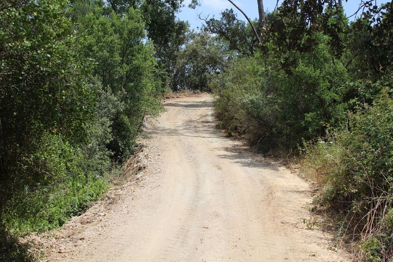 Vila de Rei intensifica limpeza de estradões florestais