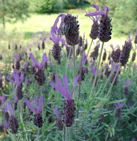 ‘Fauna e Flora’