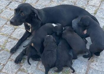 Cachorrinhos para adoção