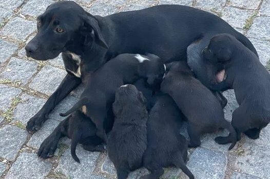 Cachorrinhos para adoção