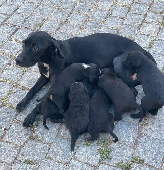 Cachorrinhos para adoção