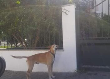 Cão perdido na Carapalha em Castelo Branco