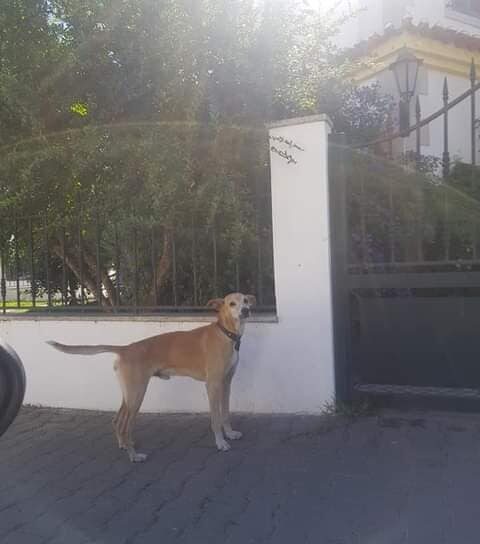 Cão perdido na Carapalha em Castelo Branco
