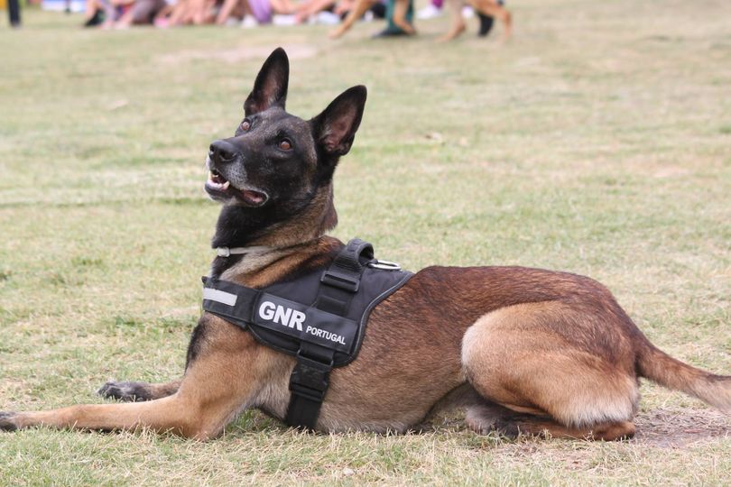 Criada 1ª equipa cinotécnica de deteção de venenos