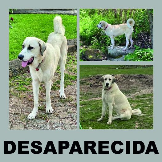 Desaparecida