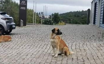 Dois cães perdidos em Castelo Branco