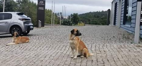 Dois cães perdidos em Castelo Branco