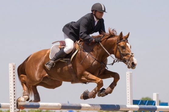 Festival Equestre em Castelo Branco