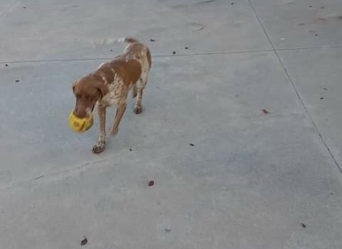 Final Feliz do Biri: Cão foi encontrado após divulgação na Beira Baixa TV