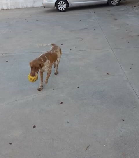 Final Feliz do Biri: Cão foi encontrado após divulgação na Beira Baixa TV
