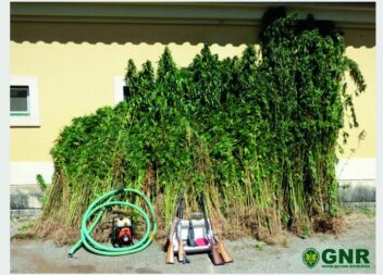 GNR detém homem e apreende 2.600 plantas de canábis e várias armas na Sertã